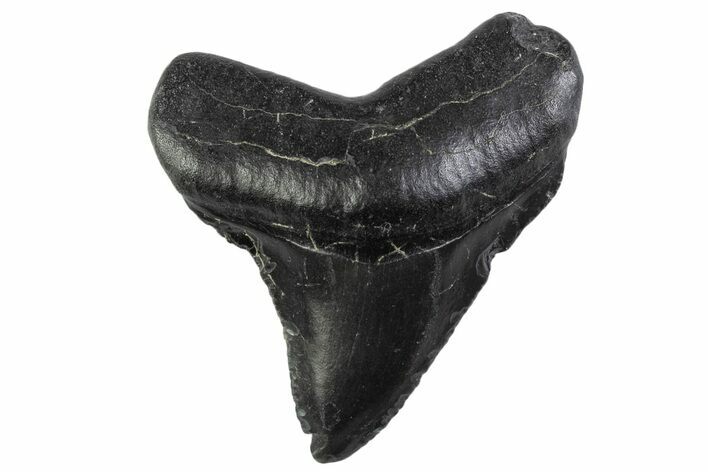 Serrated, Juvenile Megalodon Tooth - South Carolina #374218